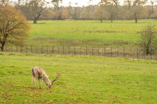 在Shrewsbury的Attingham公园 一只鹿群正在吃草的眼睛水平的照片 — 图库照片