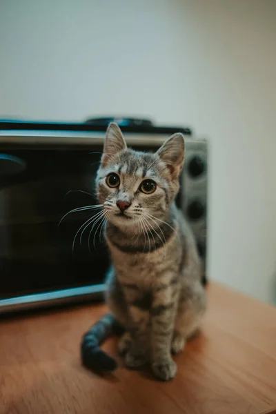 Vertikal Bild Liten Grå Kattunge Som Sitter Bordet — Stockfoto