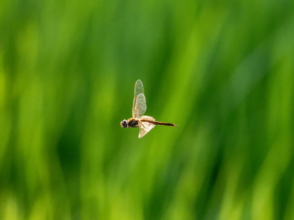 游走滑翔机蜻蜓的选择性聚焦镜头 — 图库照片