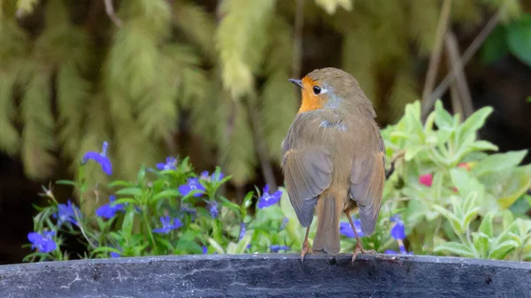 Eine Nahaufnahme Eines Niedlichen Rotkehlchens Umgeben Von Blumen Einem Garten — Stockfoto