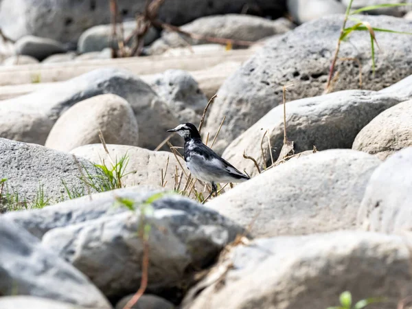 Селективный Фокус Белого Хвоста Motacilla Alba Сидящего Камне — стоковое фото