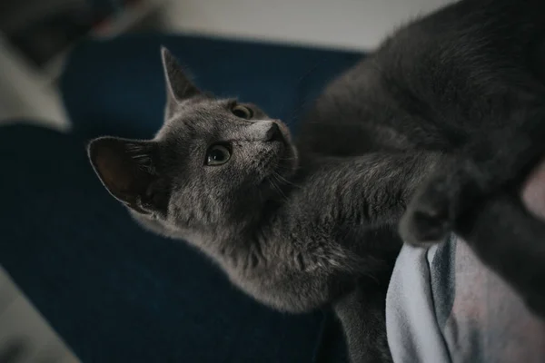 Primer Plano Gato Negro Acostado — Foto de Stock