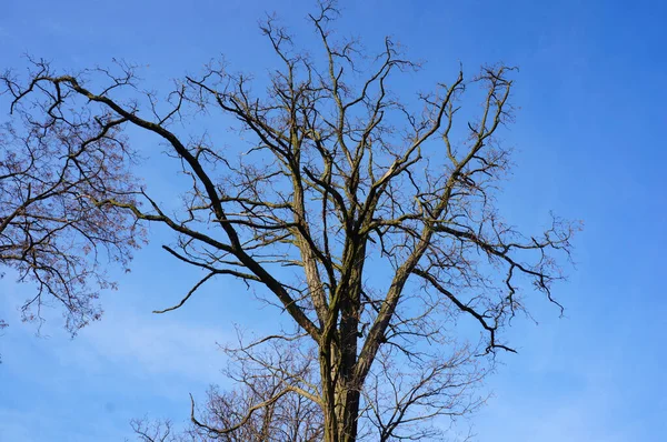 Tiro Ângulo Baixo Uma Árvore Sem Folhas Fundo Céu Azul — Fotografia de Stock