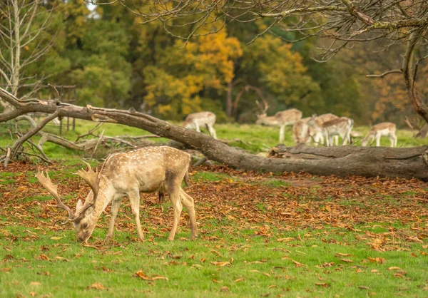 Eye Level Shot Herd Deer Grazing Autumn Attingham Park Shrewsbury — Stock Photo, Image