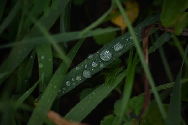 Une Prise Vue Sélective Des Gouttes Rosée Sur Les Plantes — Photo