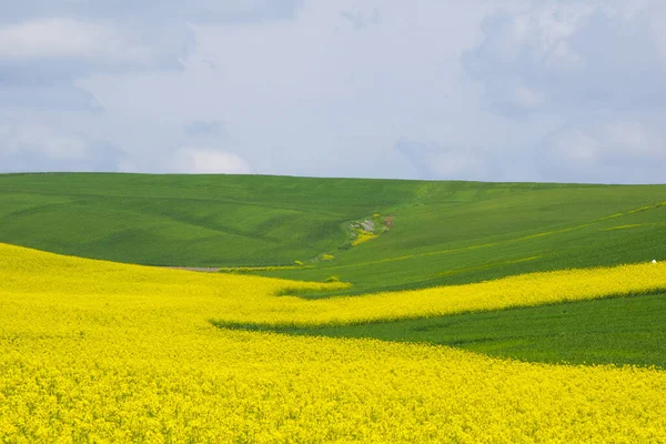 Paysage Champs Colza Jaune Avec Des Fleurs Canola Sous Ciel — Photo