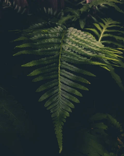 Крупный План Водопадов Зеленых Листьях — стоковое фото