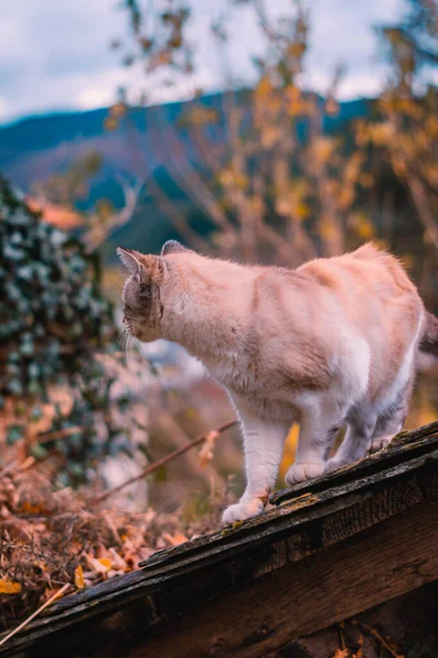 Selektiv Fokusbild Söt Ingefära Katt Observera Hösten Naturen Trä — Stockfoto