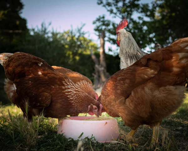 Eine Selektive Fokusaufnahme Von Hühnern Auf Einem Bauernhof — Stockfoto