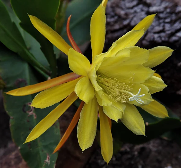 Közelkép Egy Virágzó Epiphyllum Virágról Növényzetben — Stock Fotó