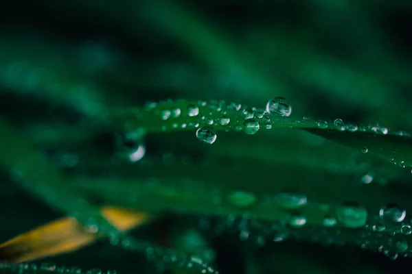 Enfoque Selectivo Gotas Rocío Las Plantas —  Fotos de Stock