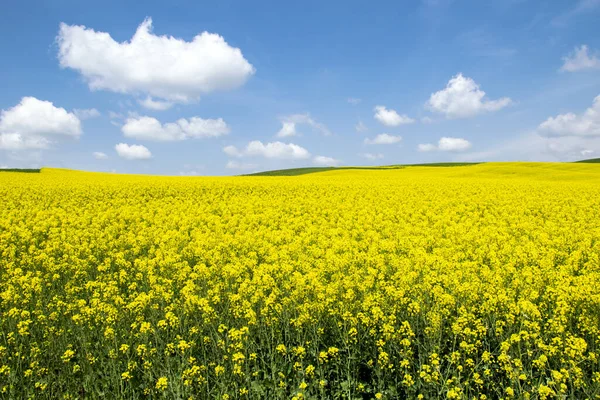 Paisaje Campo Colza Amarilla Con Flores Canola Bajo Cielo Azul —  Fotos de Stock