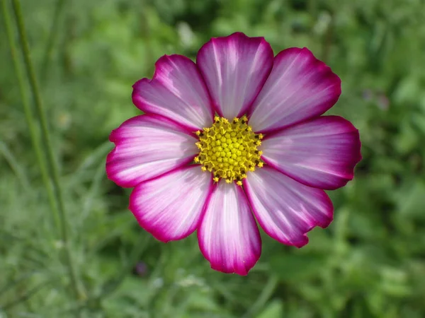 Selective Focus Shot White Purple Cosmos Flower Blooming Garden — Stock Photo, Image