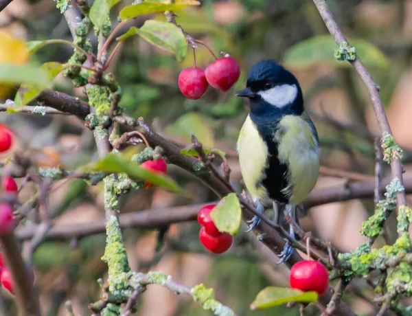 Closeup Great Tit Perched Malus Prunifolia Branch Garden Blurry Background — 스톡 사진