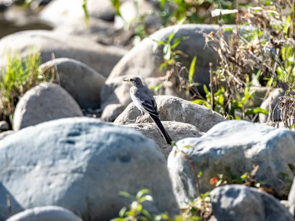 Kameni Sedí Selektivní Snímek Bílého Ocasu Motacilla Alba — Stock fotografie