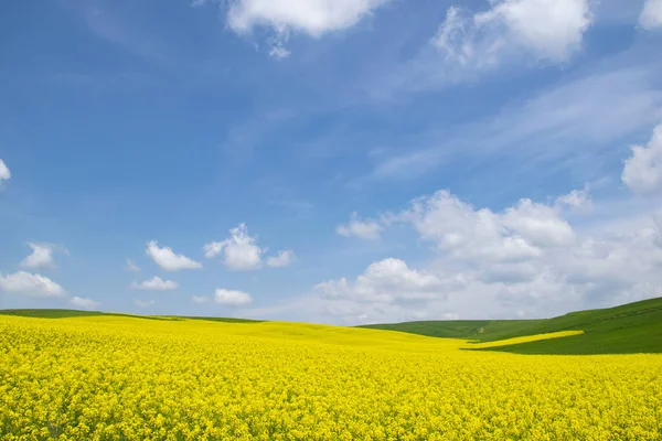 Пейзаж Желтого Рапсового Поля Цветами Канолы Голубым Небом — стоковое фото