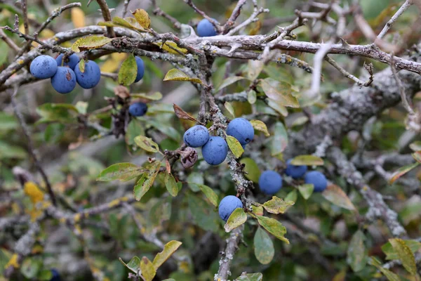 Close Dos Crescentes Frutos Espinheiro Azul Nos Galhos Das Árvores — Fotografia de Stock