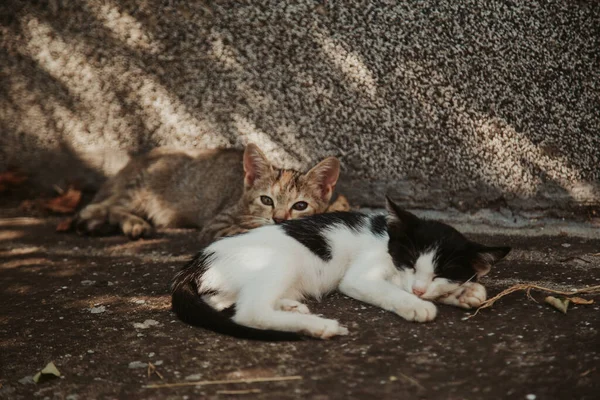Close Dos Gatos Vadios Coloridos Adoráveis Deitados Chão Dormindo — Fotografia de Stock