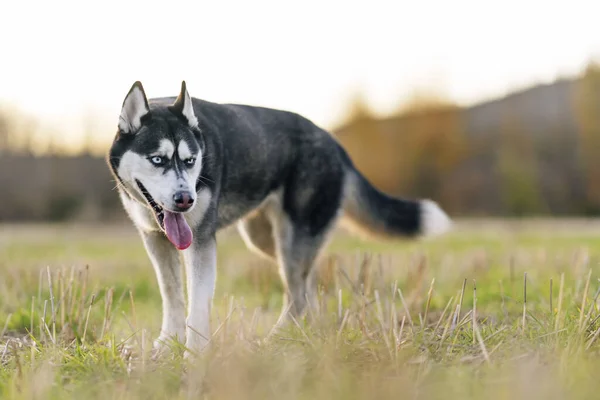 Selective Focus Shot Beautiful Siberian Husky Field — Stock Photo, Image