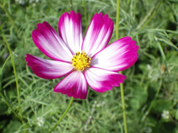 Крупним Планом Квітка Біло Фіолетового Космосу Розквітає Саду — стокове фото