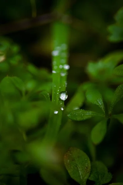 Une Prise Vue Sélective Des Gouttes Rosée Sur Les Plantes — Photo