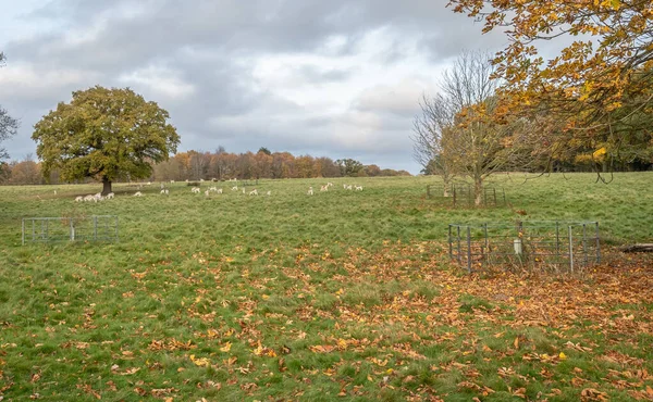 Paisaje Nublado Lluvioso Sobre Campo Otoño Attingham Park Shrewsbury —  Fotos de Stock