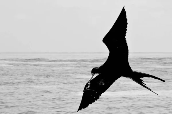 Graustufenaufnahme Eines Prächtigen Fregattvogels Der Über Das Meer Fliegt — Stockfoto