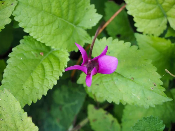 Primer Plano Una Flor Rosa Flor Verdor — Foto de Stock