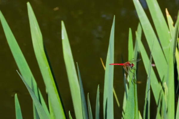 Küçük Kırmızı Bir Yusufçuğun Yakın Plan Bir Görüntüsü Göldeki Taze — Stok fotoğraf