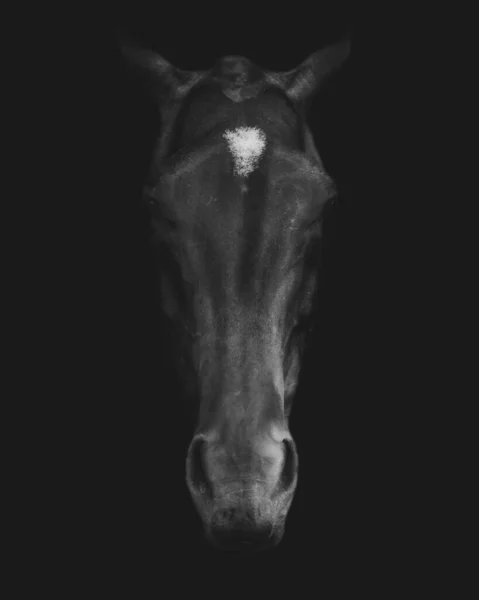 Grayscale Closeup Shot Horse Head — Stock Photo, Image