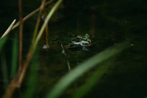 苔でいっぱいの池で泳ぐ小さな緑のカエルのクローズアップショット — ストック写真