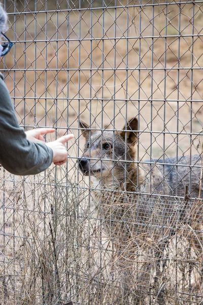 Disparo Vertical Una Persona Jugando Con Lobo Árabe Detrás Las — Foto de Stock