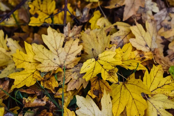Селективный Фокус Снимка Осенних Листьев — стоковое фото