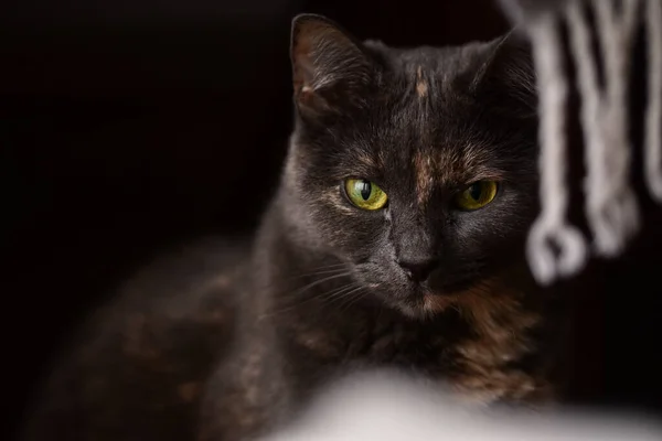 Eine Selektive Fokusaufnahme Einer Niedlichen Schwarzen Katze Mit Grünen Wütenden — Stockfoto