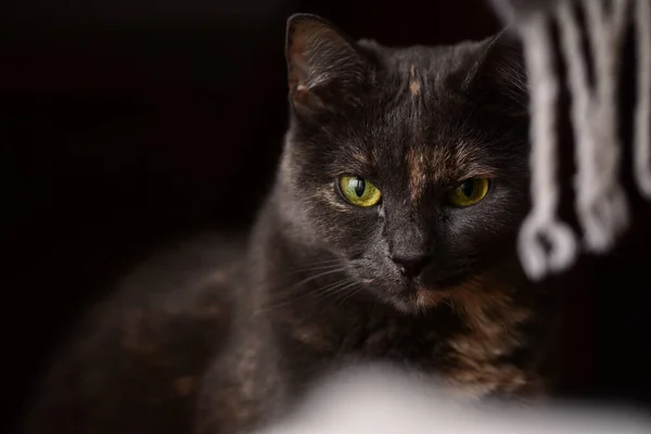 Selective focus shot of a gray cat with an angry cat face with a