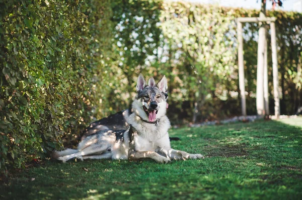 Primer Plano Wolfdog Sentado Jardín — Foto de Stock