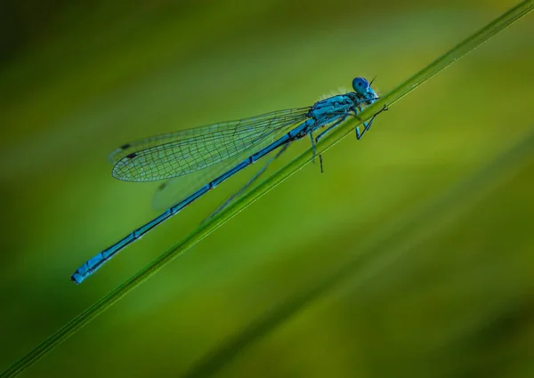 Eine Selektive Fokusaufnahme Einer Libelle Auf Einem Gras — Stockfoto