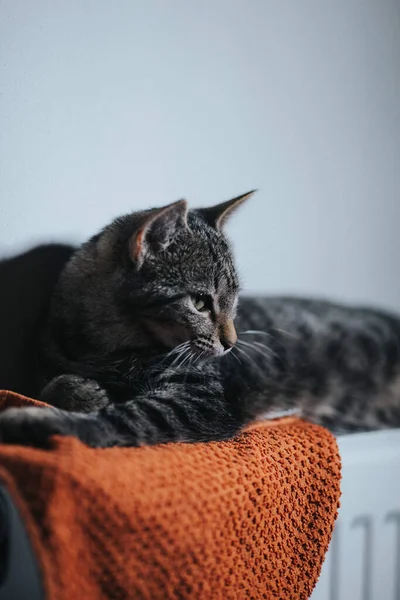 Eine Vertikale Aufnahme Einer Grau Gestreiften Katze Liegen — Stockfoto