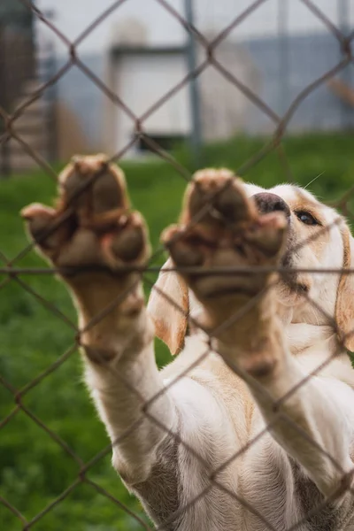 Egy Labrador Visszaállító Felemelkedik Fémhálóra Támaszkodik — Stock Fotó