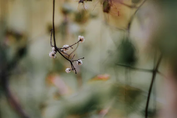 나뭇가지에 피어나는 꽃봉오리의 선택적 — 스톡 사진