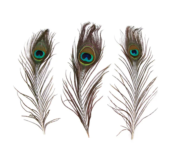 Three Beautiful Peacock Feathers Isolated White Background — Stock Photo, Image