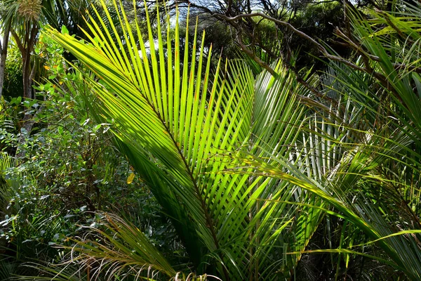 Eine Nahaufnahme Von Palmenblättern — Stockfoto