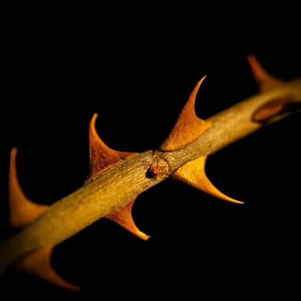 黒い孤立した背景にとげのあるバラの茎の垂直閉鎖 — ストック写真