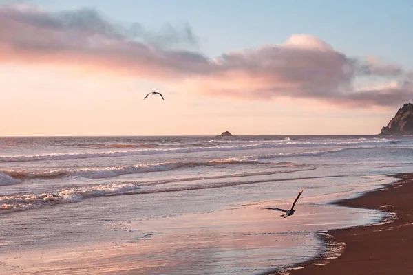 Closeup Shot Seagulls Flying Beach Sunset — Stock Photo, Image