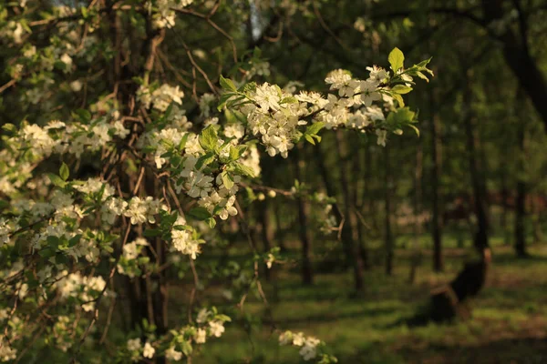 Beau Cliché Pommier Fleurs — Photo