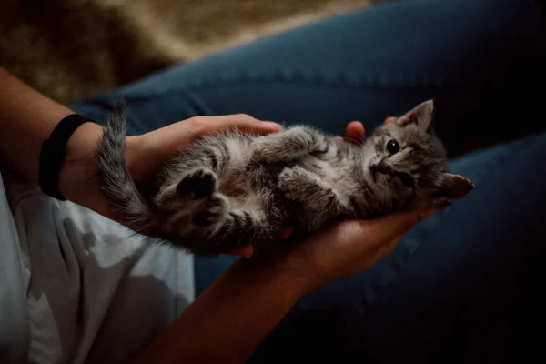 Een Klein Grijs Katje Handen Van Een Persoon — Stockfoto