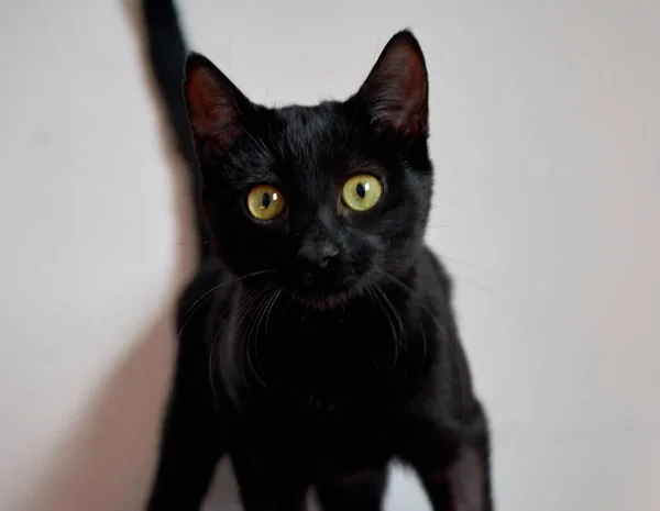 Retrato Adorável Gato Preto Doméstico Com Fundo Embaçado — Fotografia de Stock