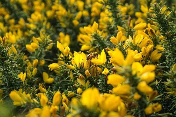 野の馬の花に座っている蜂の選択的フォーカスショット — ストック写真