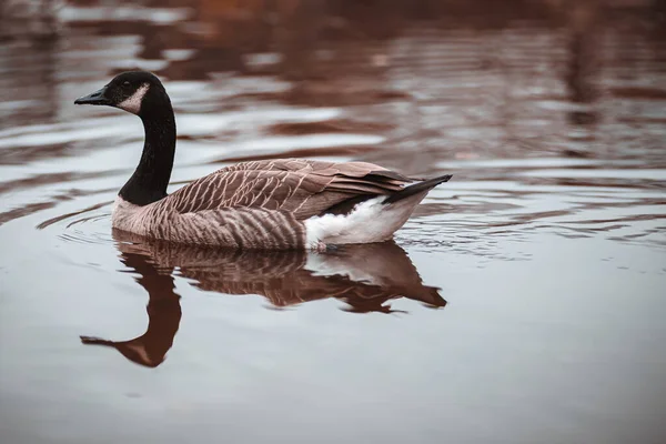 Ein Blick Auf Eine Braune Gans Auf Einer Wasseroberfläche — Stockfoto