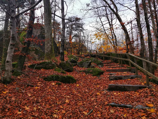 ノルウェーのラヴリックの森の木々は 秋の間に地面に赤い葉で捉えられました — ストック写真